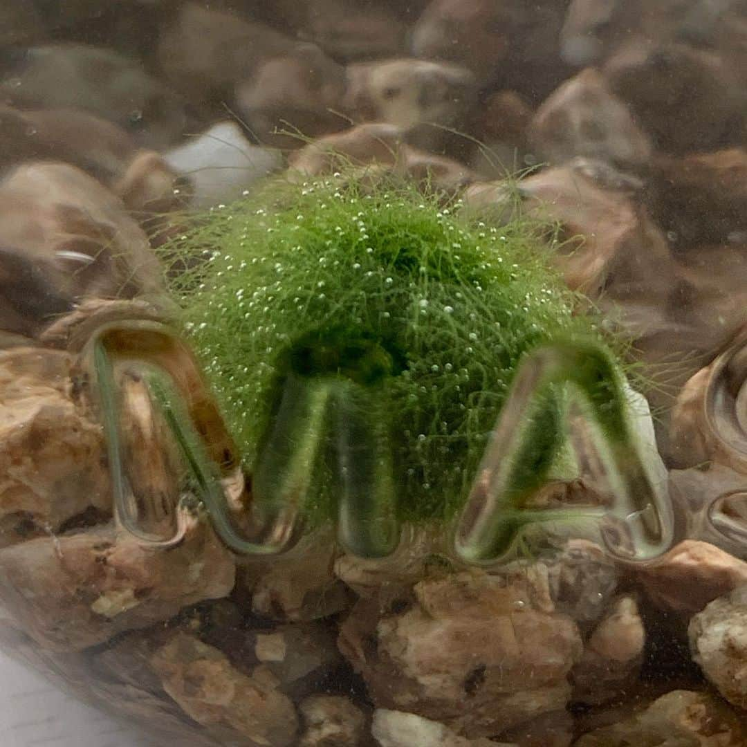 Rihwaさんのインスタグラム写真 - (RihwaInstagram)「MARIMO has grown up!!!! (...I'm not sure. ) This creature is too lovely!💚 It got so fluffy!🦠 . . マリモがめんこい！もしゃもしゃしてきた気がする！💚😍 #MARIMO #HAPPY & #LUCKY #mypet #hokkaido」7月29日 13時15分 - rihwa_official