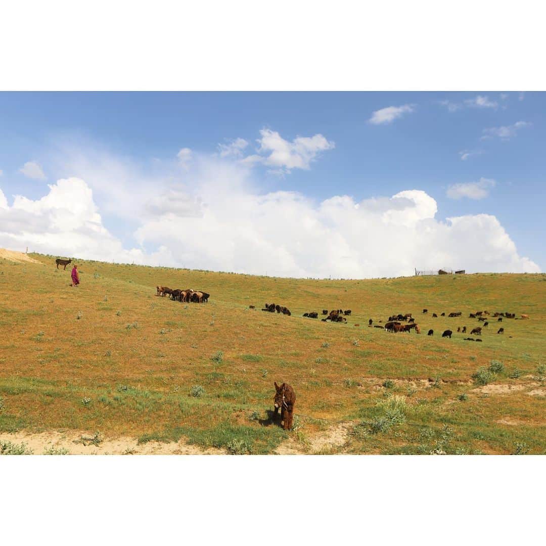 テレビ朝日「世界の街道をゆく」さんのインスタグラム写真 - (テレビ朝日「世界の街道をゆく」Instagram)「ウズベキスタンのオアシス都市を繋いだシルクロード。街道沿いには人々の様々な暮らしがあります。 緑に覆われた丘陵地帯で羊の放牧を目にしました。羊を追う老婦人が「自分の村に是非寄って」と、声を掛けてくれました。 チロクチという20軒ほどの家がある集落。迎えてくれた一家が「ここでは育てた羊の毛で織物を作っている」と言います。 奥さんが、昔ながらの手法で毛糸を紡ぎます。 染め上げた毛糸を使って機織りが始まります。「中央アジアに暮らす遊牧民の女性たちは、ずっと昔からこうして布を織ってきたの」と、若奥さんが言います。 「色合いと模様は遊牧民の伝統よ」と奥さんが顔を綻ばせます。 草原の温もりを感じながらさらに進むと、山並みが見えました。 オアシスに向かって道は続きます。  #世界の街道をゆく #キヤノン #テレビ朝日 #坂東巳之助 #canon #シルクロードIII #オアシスの道 #ウズベキスタン #ўзбекистонреспубликаси #uzbekistan　 #チロクチ #чироқчи」7月29日 13時16分 - tvasahi_kaidou