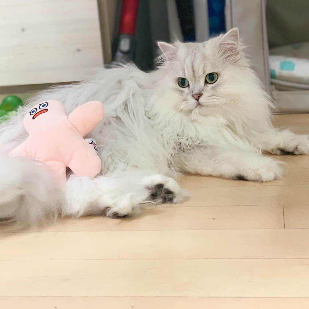 후추네큰언니のインスタグラム：「폭신한 후추 칭구칭긔 🤝 후추는 입에 또 털 물었쪄 . . . . . #스튜디오올리 #마도로스펫  #후추  #고양이  #냥스타그램 #캣스타그램  #Hoochu #Hoochuthecat #cat #cats #catstagram #catsofinstagram #topcatphoto #bestmeow #ilovecat #cute #fluffy #petstagram #instacats」