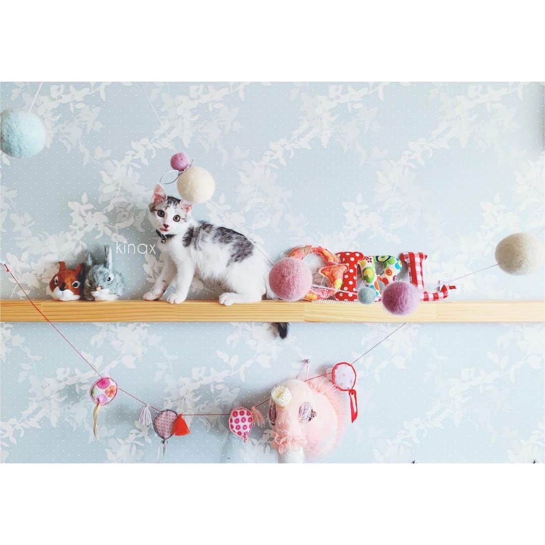 kinaxのインスタグラム：「. good afternoon(๑′ᴗ‵๑)☀in Japan, and good morning, good evening, good night for world friends! . 今日も朝から暑いねー☀️ なかなか気分が乗らない時もあるけど コツコツ宿題をやっつけているちびっこ姉さん📝 . がんばれがんばれーʕ •́؈•̀ ₎♡ . . だいぶ慣れたこねこ達だけど 追加のワクチンから始まり ちゅーるの袋を噛みちぎって誤飲しちゃったり サナダムシのカケラのようなものを発見したりして 大慌てで病院通いする日々でした🏥 . . まだしばらく通わないといけないけど 人も動物も、健康が何よりだね。 . . 話はちょっと変わって 本格的な夏が来る前に、今年も 梅シロップが底を尽きたので 笑 プラムとレモンのサワーシロップを🍑🍋 . 色も綺麗で美味しくできたー(๑′ᴗ‵๑)♡ . フルーツ酢で漬けたから酸味もまろやかで いい感じだったから 無くなったら別のフルーツでも作ってみよう🍑 . . ではでは、みんなも熱中症に気をつけてね(๑′ᴗ‵๑) . . #親バカ部 #ちびっこにゃんこ #ねこすたぐらむ  #保護猫 #パステル兄弟 #ソルとルナ #プラムシロップ 2019/07/29」