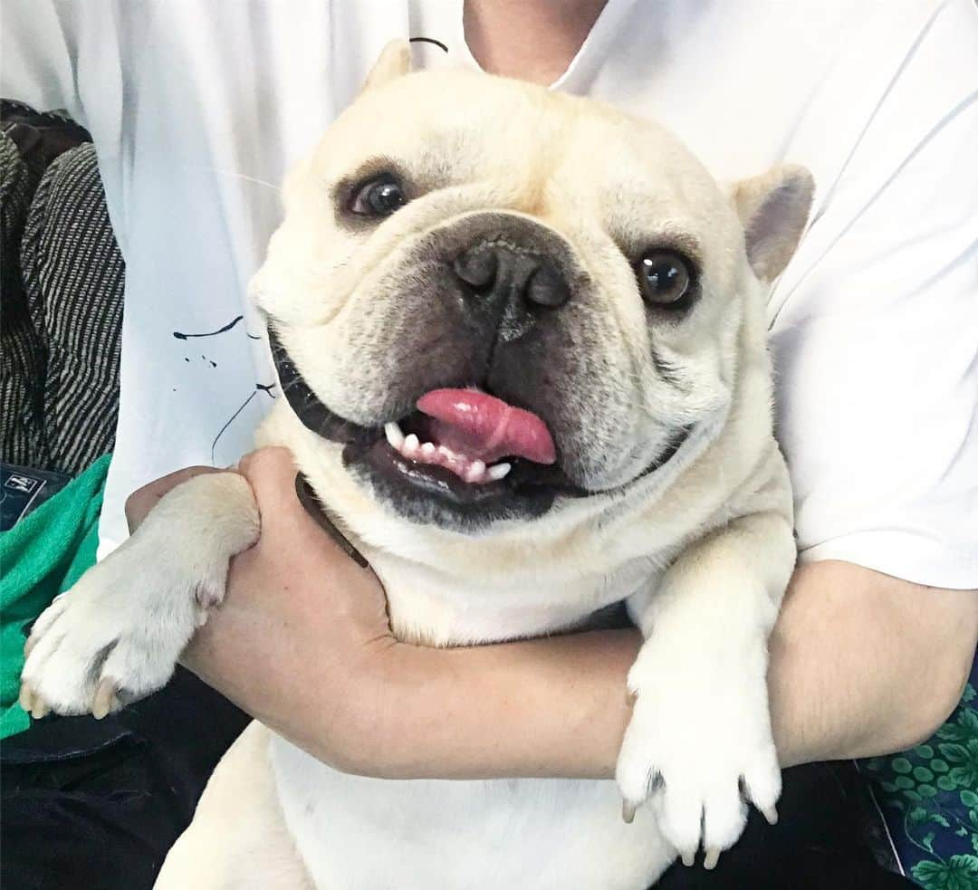 Ham-chanさんのインスタグラム写真 - (Ham-chanInstagram)「#frenchie #frenchbulldog #Utakun #フレブル #フレンチブルドッグ #うたくん  うたくんでした〜🐶」7月29日 13時52分 - hide_ham_tank