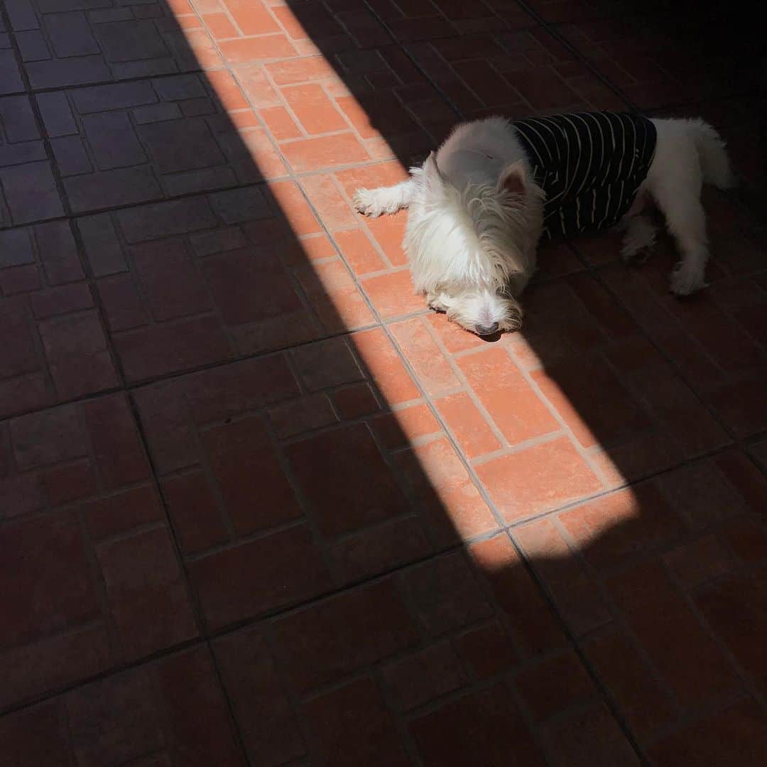 Hoykong&Plamuekのインスタグラム：「Rest day #plamuek_westies」