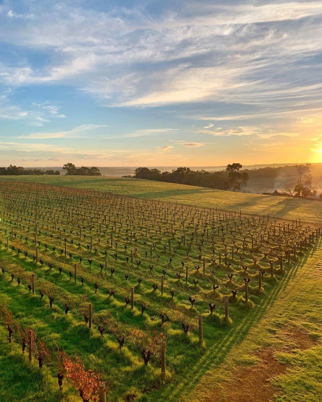 Australiaさんのインスタグラム写真 - (AustraliaInstagram)「We’re very grapeful for the fine wine and views from @gralyn_estate. 🍇 This boutique #winery in the heart of @margaretriver produces some of the best organic wine in @westernaustralia, from fruity Chardonnay to vintage port. About a three-hour drive from Perth, make it one of the stops of a wine-tasting road trip in this part of @australias_southwest. Our tip: Buy a few bottles as souvenirs while you’re there, which also make for a very fitting gift for your designated driver to enjoy later.  #seeaustralia #restaurantaustralia #justanotherdayinwa #australiassouthwest #margaretriver #travel」7月29日 15時00分 - australia