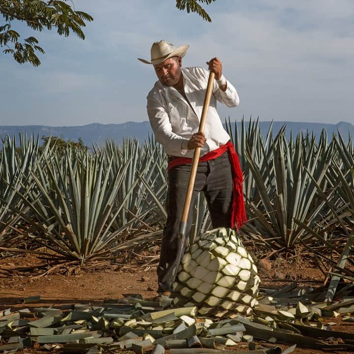 Jose Cuervo Japanさんのインスタグラム写真 - (Jose Cuervo JapanInstagram)「テキーラになるのは、アガベの茎！⁠ . ⁠ . ⁠ . ⁠ . ⁠ . ⁠ #クエルボ #テキーラ #原材料 #メキシコ #メキシコ産 #アガベ #収穫⁠」7月29日 15時00分 - josecuervojp