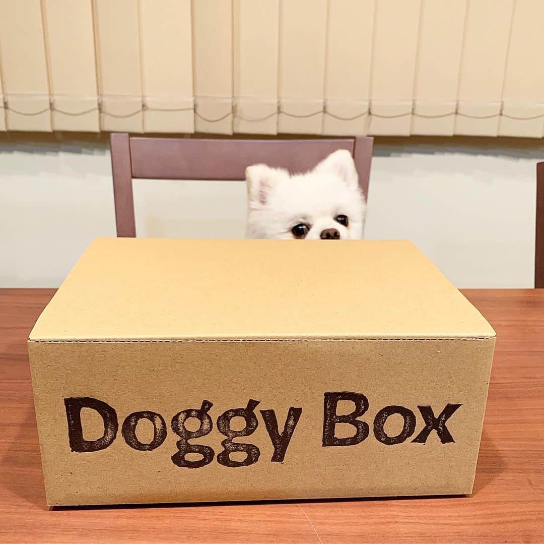 のインスタグラム：「DoggyBoxやっほいでござるよ〜🎁🐶💗 今月はカジノのおもちゃと美味しそうな国産おやつでござったよ〜🎰🍖🐶💕 来月は何でござるかなぁ〜💗楽しみやっほい🎁🐶❣️ #DoggyBox #ドギーボックス #ドギボ #7月分は締め切りましたので8月のお楽しみ #ポメリズム #ポメラニアン #白ポメ #pomeranian」