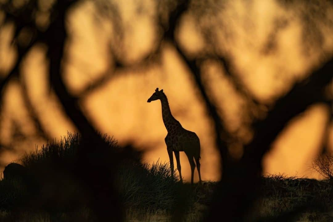 ナショナルジオグラフィックさんのインスタグラム写真 - (ナショナルジオグラフィックInstagram)「Photo by Ami Vitale @amivitale | Giraffe browse in Okongwe area of northwest Namibia. The area is one of the driest on Earth, with an average of just 50 milliliters of water per year. Giraffe are water "independent" here, getting water from the leaves they browse. Learn more, including how to help protect these incredible creatures, by following @amivitale @giraffe_conservation and @sdzsafaripark. @thephotosociety @natgeoimagecollection #giraffe #namibia #safegiraffe #dontletthemdisappear」7月29日 15時39分 - natgeo