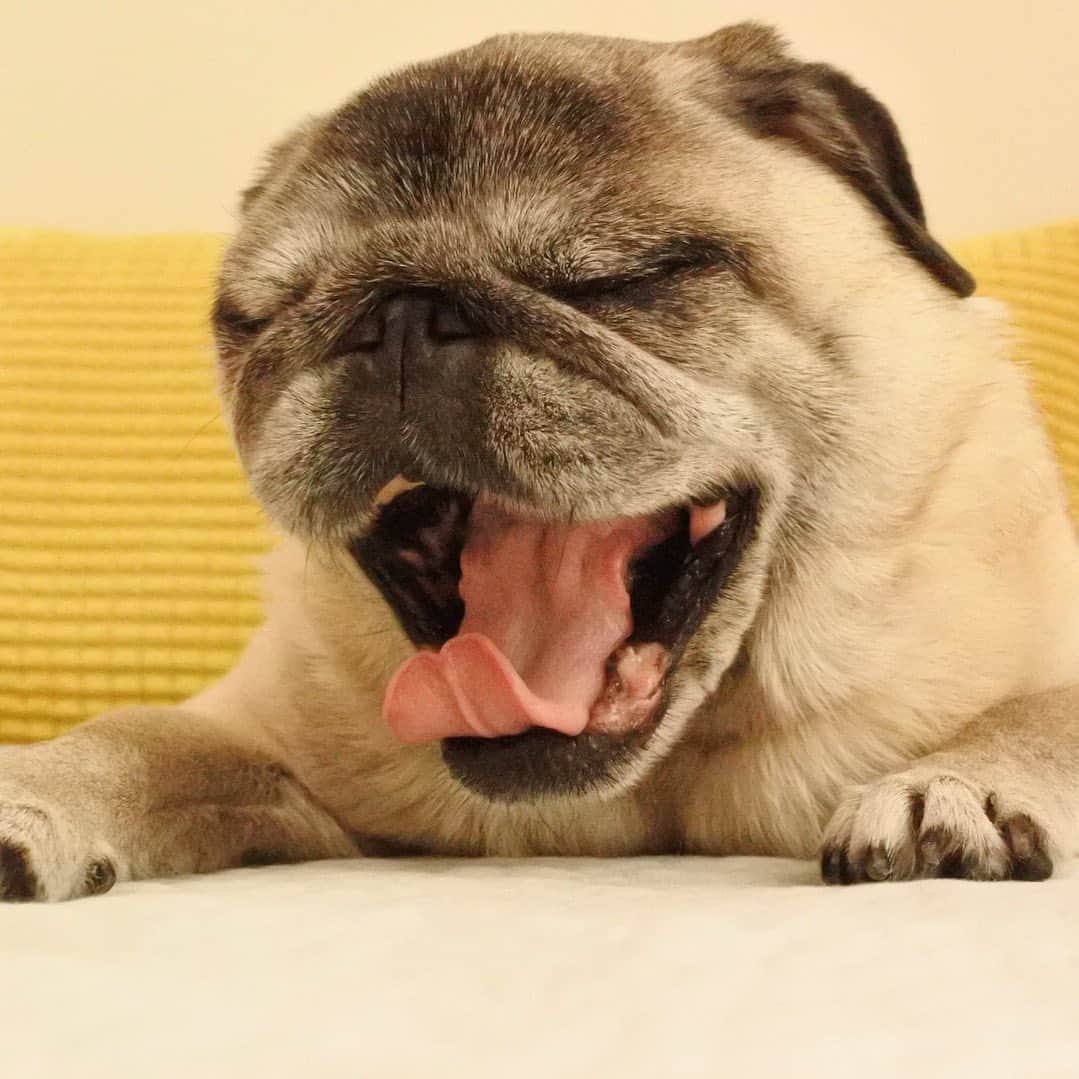 八兵衛のインスタグラム：「too hot today🌞 * * 梅雨が明けました。 あちぃー * * #ほぼ黒パグ #おじいちゃん犬 #パグ #pug #puggy #puglife #puglove #petstagram #pugstagram #pugsofinstagram #pugs #dog #ふわもこ部  @igersjp #IGersJP #east_dog_japan #pecoイヌ部 #八兵衛 #はちべえ #朝ワンコ夕ニャンコ」