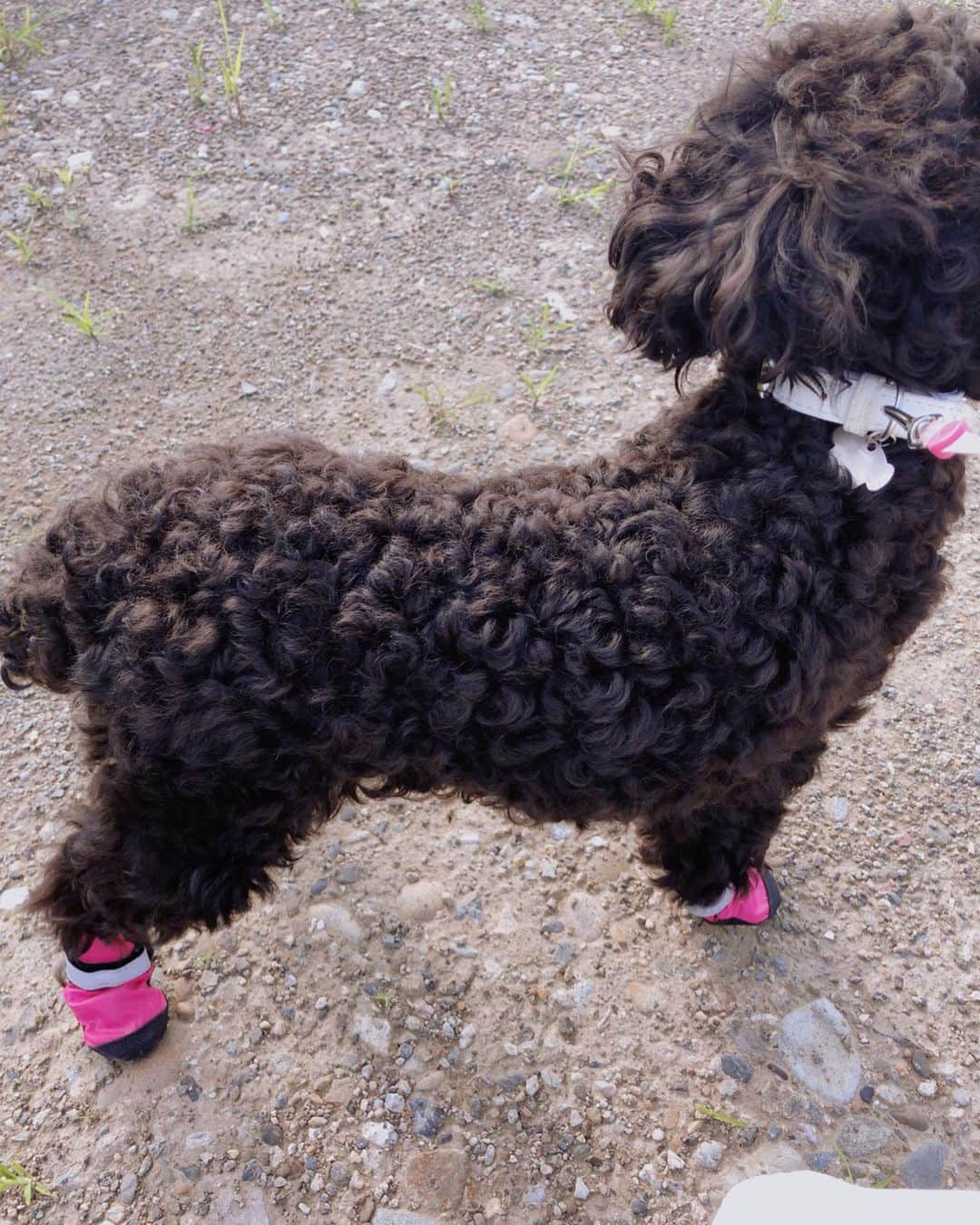 小坂温子さんのインスタグラム写真 - (小坂温子Instagram)「メイちゃん、初めての靴でお散歩🐶🚶‍♀️💕 これで、真夏のあっつい地面で、肉球の火傷の心配なくお外に行けるから安心です🥰メイちゃんも嫌がらず履いてくれて、ルンルンお散歩🐶🚶‍♀️💕 #肉球 #火傷防止 #犬の靴  #メイちゃん #ルンルンお散歩  #ワンワン #タイニープードル」7月29日 16時22分 - kosaka_atsuko