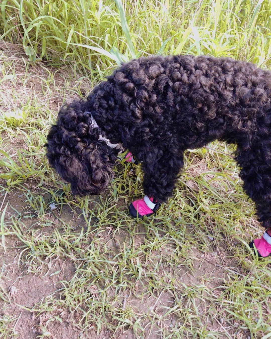 小坂温子さんのインスタグラム写真 - (小坂温子Instagram)「メイちゃん、初めての靴でお散歩🐶🚶‍♀️💕 これで、真夏のあっつい地面で、肉球の火傷の心配なくお外に行けるから安心です🥰メイちゃんも嫌がらず履いてくれて、ルンルンお散歩🐶🚶‍♀️💕 #肉球 #火傷防止 #犬の靴  #メイちゃん #ルンルンお散歩  #ワンワン #タイニープードル」7月29日 16時22分 - kosaka_atsuko