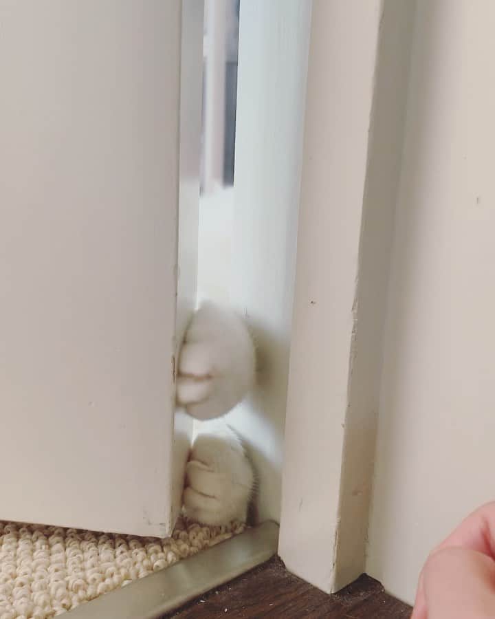 のインスタグラム：「Play time😼🔥💕 #danyo #danyocawaii #munchkin #whitecat #catstagram #catlovers」