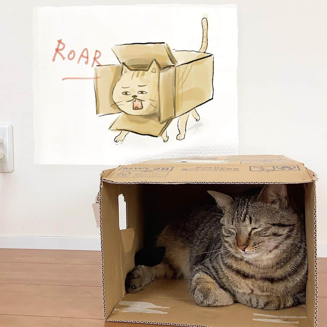 keigoさんのインスタグラム写真 - (keigoInstagram)「🐈📦 #猫 #roar」7月29日 17時00分 - k5fuwa