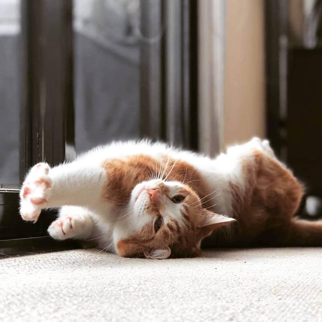 CatStockerのインスタグラム：「Hello! #catstocker is here!  Follow our FURRriend @two_cats  Scroll right for more pictures 👉 . . . . . . #cat #neko #mačka #chat #kočka #котка #kot #кіт #mače #кошка #кот #katze #gato #gatto #kissa #kattunge #猫 #고양이 #貓 #kedi #köttur  #子猫 #חתול #кішка #gatinho #котенок #子猫 #gatito #kitten」