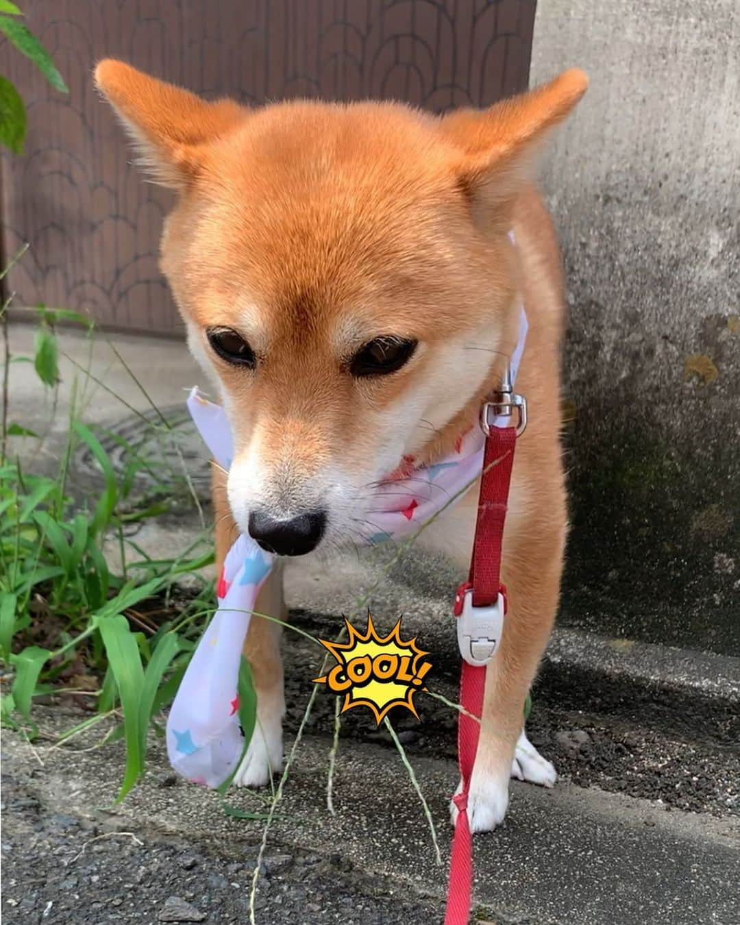 豆柴 サニーちゃんのインスタグラム