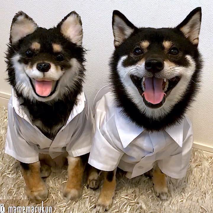まめ丸のインスタグラム：「* * わーい❣️ やっと『つゆあけ』したよ🐶☀️ くーるびず👔して、あつさにまけないようにねー🐶💓 * We are twins🐶🐶💓 * #ぼくもクールビズ ❓ #双子くん胸元あきすぎ #不良だね * #柴犬#豆柴#柴#黒柴#犬#しばいぬ#shiba#shibainu#shibastagram#shibadog#puppy#instadog#dogstagram#dog#instashiba#petstagram#pet#cutepetclub#강아지#멍스타그램#doglover#ilovemydogo#twins#梅雨明け#まめ丸双子疑惑」