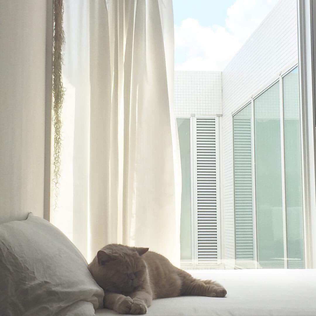 濱中鮎子のインスタグラム：「いつぞやの坊。  #cat #ネコ #小心者の親分 #チャイ坊 #チャイ #chai #britishshorthair #ブリティッシュショートヘア #クラッシュフェイス #ぶチャイく #愛の交歓」
