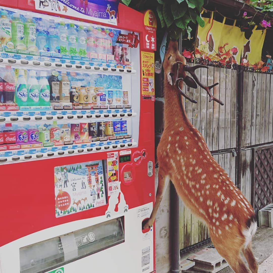 ホテル宮島別荘さんのインスタグラム写真 - (ホテル宮島別荘Instagram)「こんにちは❗予約販売センターの藤原直美です(*^▽^*) 器用に自販機の小銭が出てくるところに、前足をかけて葉っぱを食べる鹿f(^^; そんなにお腹が空いていたのかな…… #宮島#ホテル宮島別荘#鹿#腹ぺこ#器用」7月29日 18時29分 - _miyajima_villa