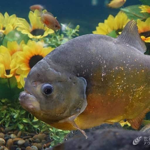 世界淡水魚園水族館 アクア・トト ぎふのインスタグラム：「夏本番ですね！ テーマ水槽では「真夏のヒマワリ水槽」を展示しています！ #アクアトトは15周年 #アクアトト #アクアトトぎふ #アクアトト岐阜」