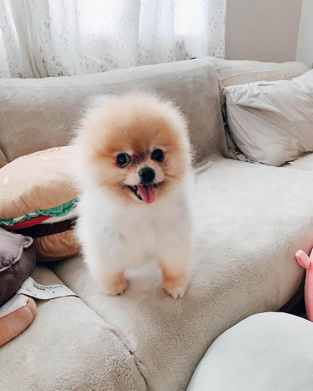r_oseのインスタグラム：「Messy hair, don’t care🐨〰️」