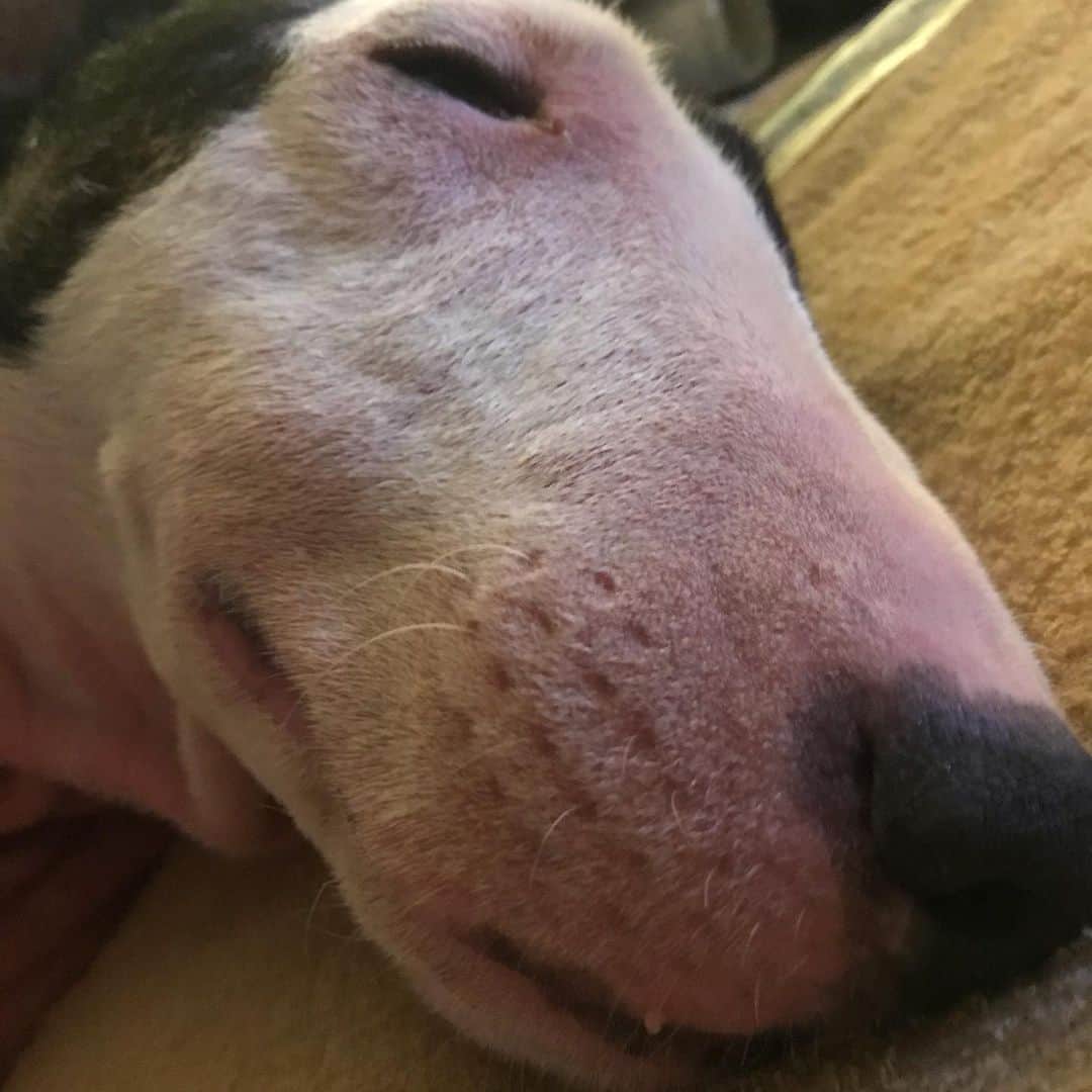 のインスタグラム：「#minituru#bull#terrier#minibullterrier#miniturubullterrier#dog#dogstagram#cute#qtaro#love#family#ミニチュア#ブルテリア#ミニチュアブルテリア#Q太郎」