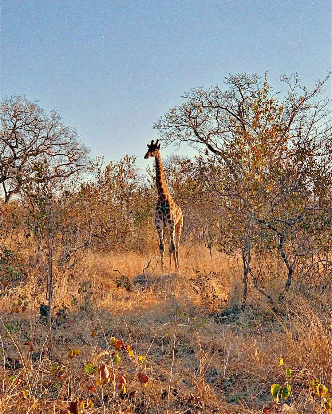 Giovanna Ewbankさんのインスタグラム写真 - (Giovanna EwbankInstagram)「Toda a beleza dessa girafinha passando na sua timeline...te dedico @brunamarquezine 🦒💛💛 vc eh linda como ela!!! 💛🌍🌿 #Africa」7月29日 19時12分 - gioewbank
