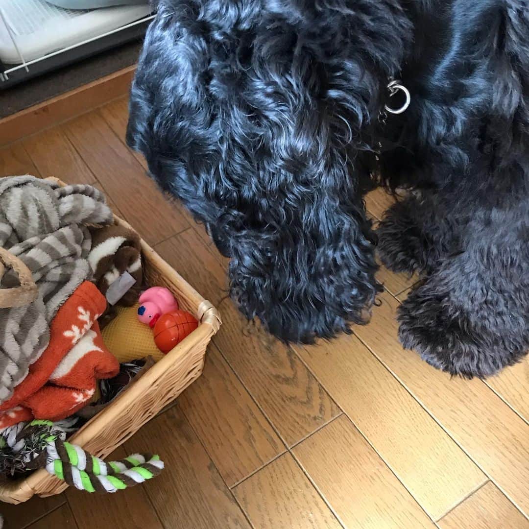 ともさんのインスタグラム写真 - (ともInstagram)「ルッちん、今日はね、インスタお友達で、とっても近所で、通い始めたジムが同じだった、ムクちゃんママのお家に遊びに行ったよー٩(ˊᗜˋ*)و * 真っ白のシュナウザーのムクちゃんはルッちんの半分の大きさで、ちょっとシャイなお利口さん❤️ * ルッちん早速、ムクちゃんのおもちゃ箱をガン見して😂気になる一品を見つけて貸してもらったよ❤️貸してもらったら、もうルッちんの物だよ😆🙌🏼みたいなルッちんでごめんね🙏 * ムッちゃん、こんなルッちんに快くおもちゃを貸してくれてありがと〜🙌🏼💕ルッちん今度はお兄さんらしく、順番こして遊ぶからね٩(ˊᗜˋ*)وまた遊んでねー❤️❤️❤️ * #シュナウザー #ムクちゃん @_cokosala11 #イングリッシュコッカースパニエル #ルッちん2歳 #こーる君ちのインスタお友達 #englishcockerspaniel」7月29日 19時14分 - tomowithdog