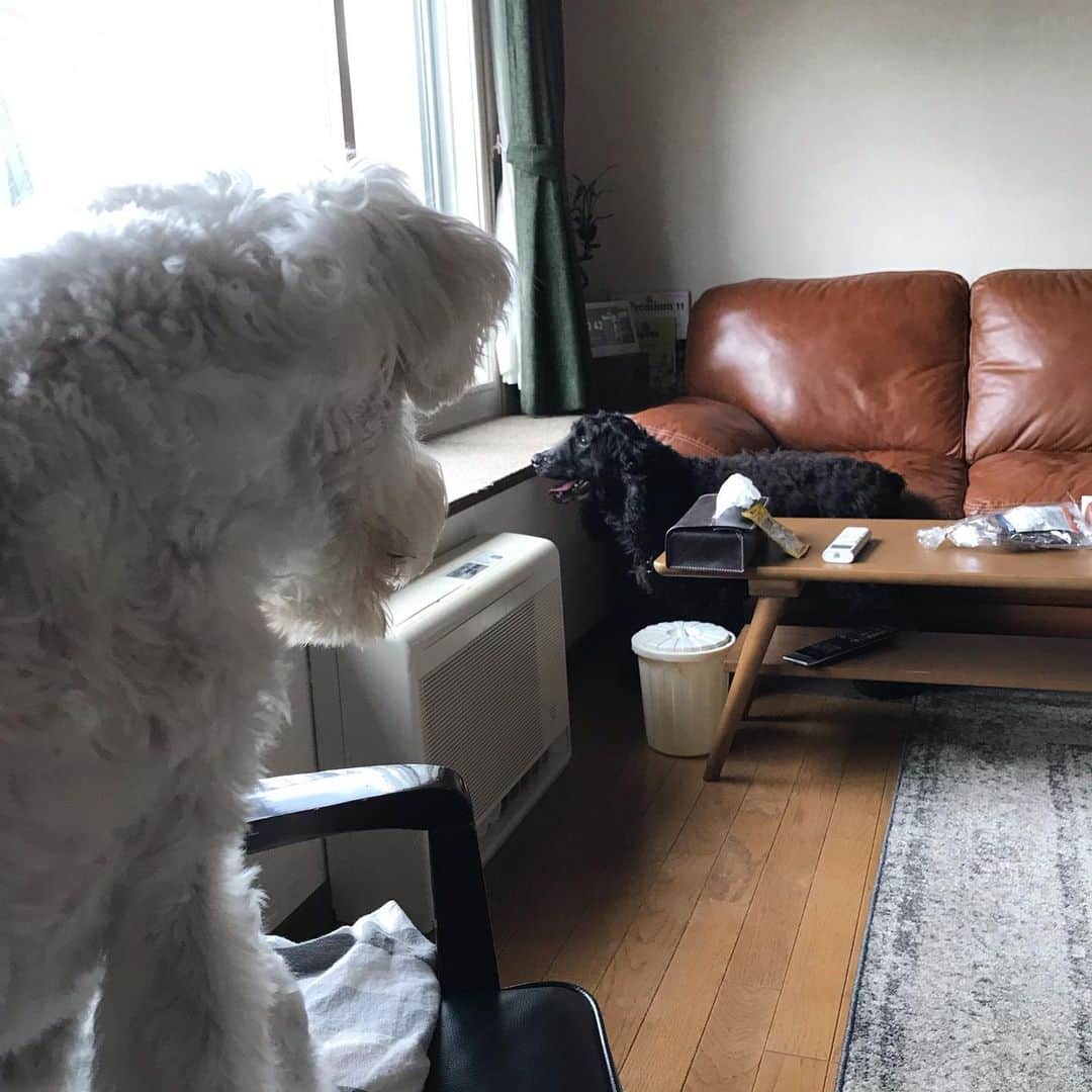 ともさんのインスタグラム写真 - (ともInstagram)「ルッちん、今日はね、インスタお友達で、とっても近所で、通い始めたジムが同じだった、ムクちゃんママのお家に遊びに行ったよー٩(ˊᗜˋ*)و * 真っ白のシュナウザーのムクちゃんはルッちんの半分の大きさで、ちょっとシャイなお利口さん❤️ * ルッちん早速、ムクちゃんのおもちゃ箱をガン見して😂気になる一品を見つけて貸してもらったよ❤️貸してもらったら、もうルッちんの物だよ😆🙌🏼みたいなルッちんでごめんね🙏 * ムッちゃん、こんなルッちんに快くおもちゃを貸してくれてありがと〜🙌🏼💕ルッちん今度はお兄さんらしく、順番こして遊ぶからね٩(ˊᗜˋ*)وまた遊んでねー❤️❤️❤️ * #シュナウザー #ムクちゃん @_cokosala11 #イングリッシュコッカースパニエル #ルッちん2歳 #こーる君ちのインスタお友達 #englishcockerspaniel」7月29日 19時14分 - tomowithdog
