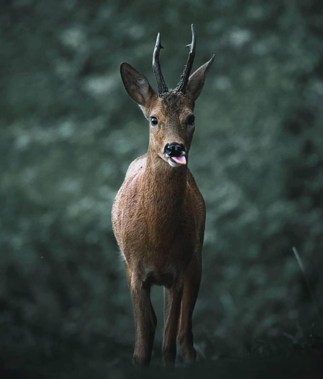 Canon Photographyさんのインスタグラム写真 - (Canon PhotographyInstagram)「Stunning wildlife portraits by @alexisrateau. Which ones your favourite? Selected via our hashtag #cpfeatureme, tag your photos for a chance to get featured.  #wildlifephotography #fox #deer」7月29日 19時17分 - cpcollectives