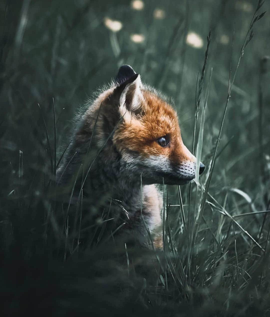 Canon Photographyさんのインスタグラム写真 - (Canon PhotographyInstagram)「Stunning wildlife portraits by @alexisrateau. Which ones your favourite? Selected via our hashtag #cpfeatureme, tag your photos for a chance to get featured.  #wildlifephotography #fox #deer」7月29日 19時17分 - cpcollectives
