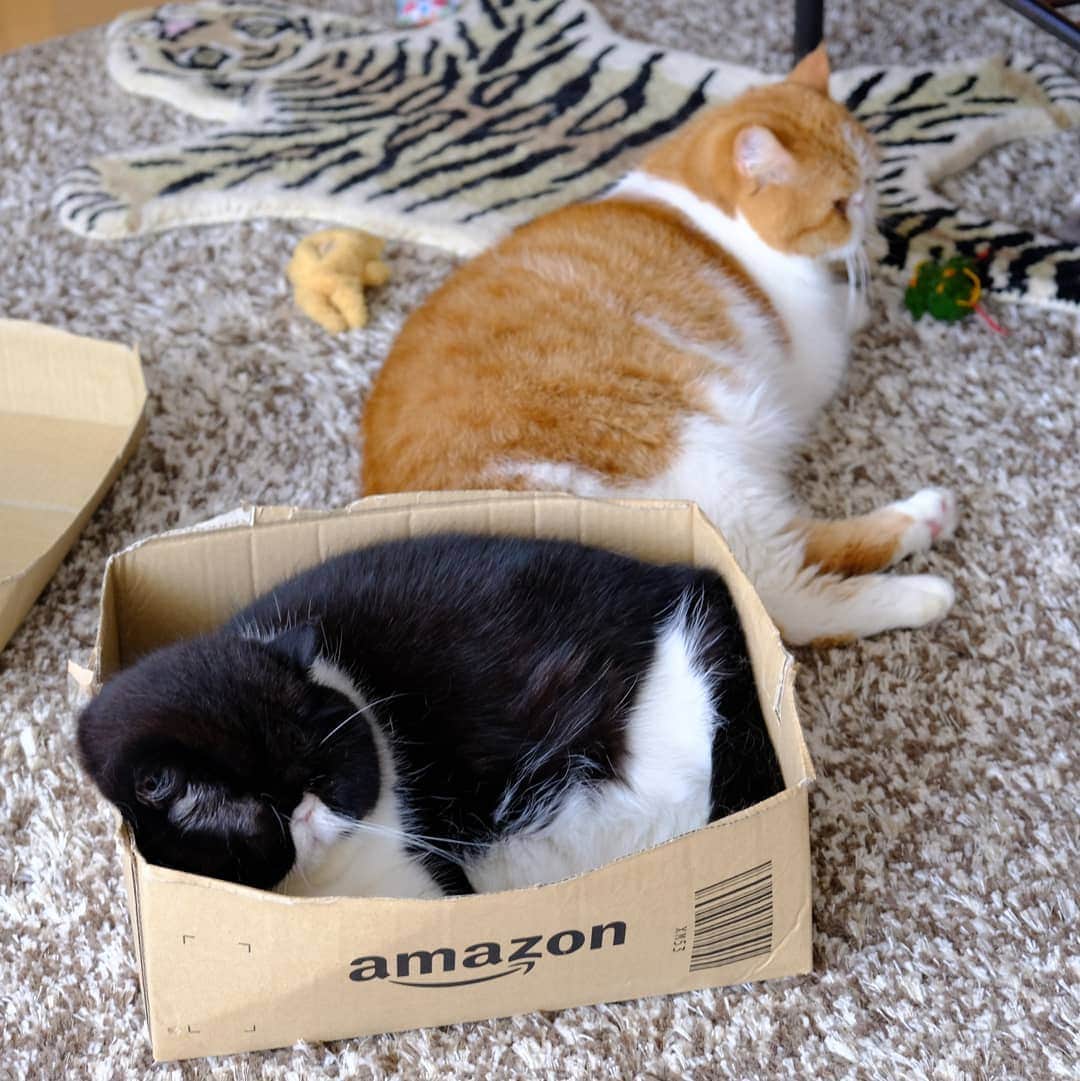 なっつ。さんのインスタグラム写真 - (なっつ。Instagram)「🥰♥️ ケンカもしつつも ぷにねーさんの 動向横目で気にしつつも 一緒にいるぽっちゃん🙌 ぷにぽぽ。の距離が近いと かぁちゃんもほっこり♥️ #Amazonの箱が距離を縮める♥️ #amazon ・ ・ ・」7月29日 19時17分 - punipopo