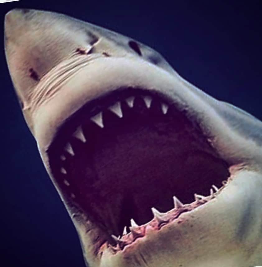 マイケル・ミュラーさんのインスタグラム写真 - (マイケル・ミュラーInstagram)「It’s shark day every day.  What’s this “week” thing?」7月30日 4時55分 - michaelmuller7