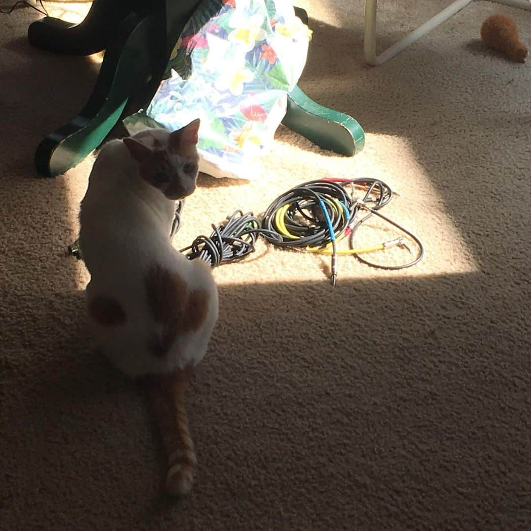 Richard Kittyさんのインスタグラム写真 - (Richard KittyInstagram)「Richard kept sniffing and staring this pile of cables. At first, we thought he really liked cables. Then he walked over to us, meowed, then walked back to the cables again. Then I realized: “Oh! The cable pile is in his sun spot!” Richard wanted us to *move* the cables so he could lie down. As soon and we moved the cables, he took its place, rolling around in the sun spot and took a nap (2nd pic)」7月30日 5時17分 - richard_kitty