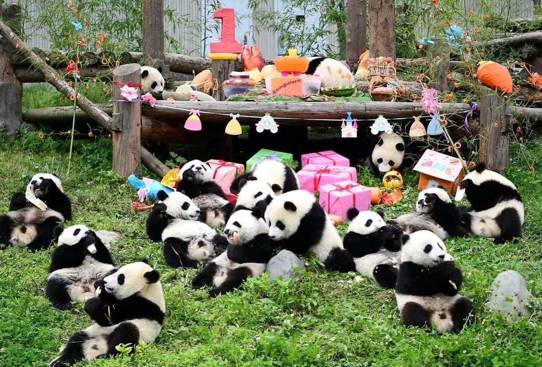 NBC Newsさんのインスタグラム写真 - (NBC NewsInstagram)「A giant #panda birthday party took place at the China Conservation and Research Center for Giant Pandas for 18 cubs who were born last year between June and September. . China Daily/ @reuters」7月30日 5時18分 - nbcnews