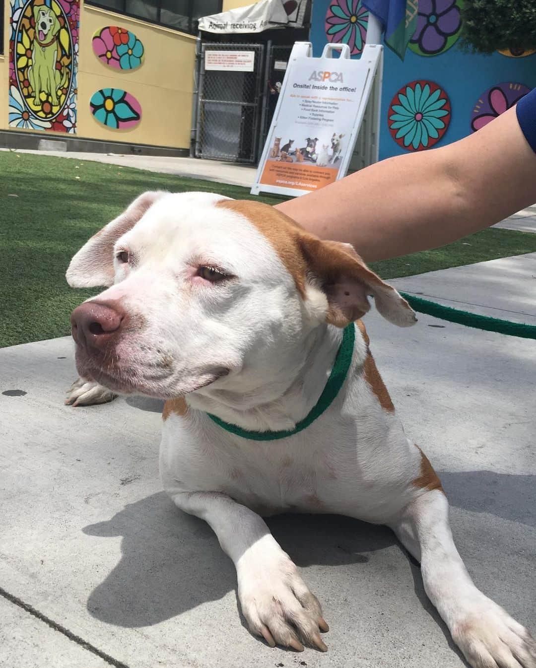 アレクサンドラ・ダダリオさんのインスタグラム写真 - (アレクサンドラ・ダダリオInstagram)「Great news!! This sweet baby Norma was saved. By the @thelittlereddog. They are such a wonderful group and have lots of great pups- including Norma- who need homes so you can turn them into blanket burritos! (Not to eat, just for napping purposes). If you want to adopt- or foster! She needs a temporary foster! go fill out an application! To donate, go to their page, or thelittlereddog.com. Love seeing people with so much compassion and how it spreads more love and compassion. #onamissionfromdog」7月30日 5時46分 - alexandradaddario