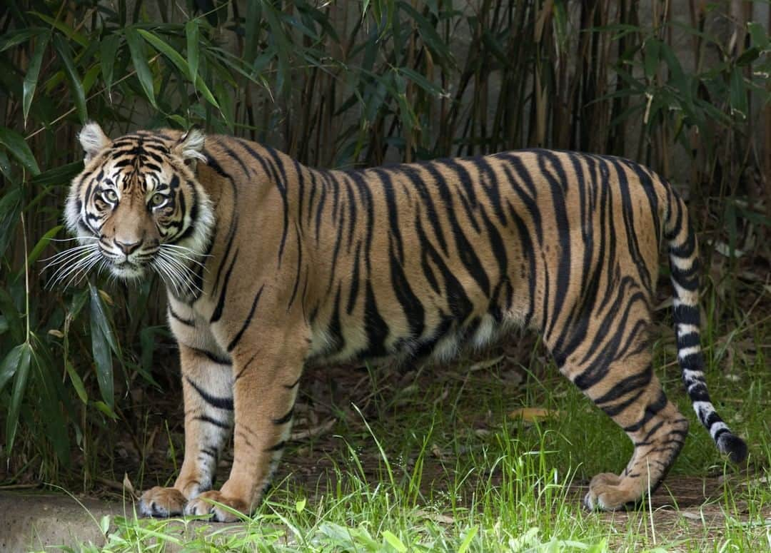 スミソニアン国立動物園のインスタグラム