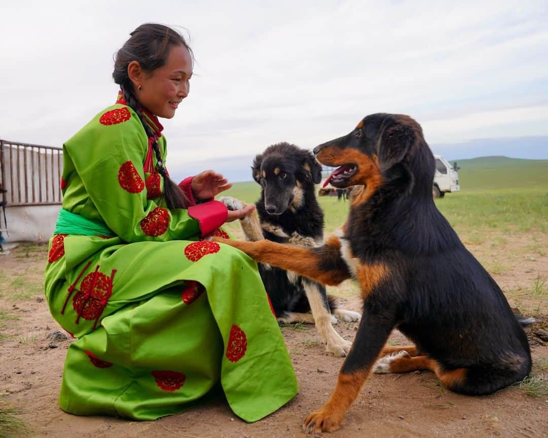 Michael Yamashitaさんのインスタグラム写真 - (Michael YamashitaInstagram)「Man’s (and Woman’s) Best Friend - A Mongolian mother is greeted by the family’s sheep dogs at their summer camp. Living in the city half of the year, these semi-nomadic peoples come to the grasslands of Inner Mongolia each summer to graze their flock of sheep and herd of horses. The Bankhar, once the only dogs in Mongolia and an inseparable part of the nomadic herder’s life, are now very rare.  #Bankhar #sheepdogs #innermongolia #mongolia #herder #shepherd」7月30日 6時01分 - yamashitaphoto