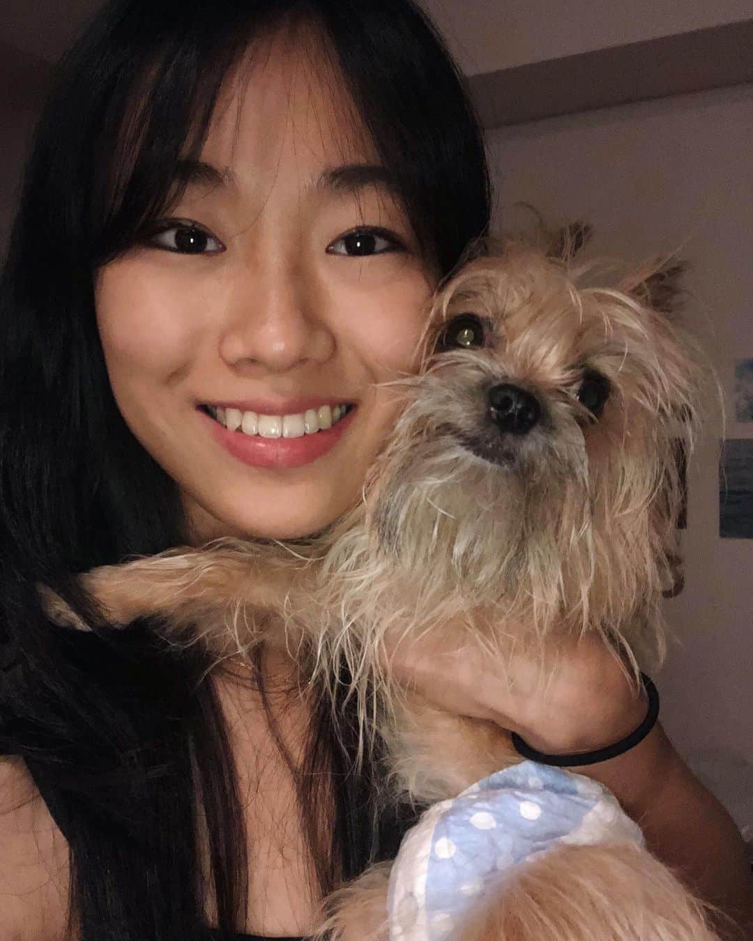 芦田ユリナのインスタグラム：「My one and only #chorkie 🐾 • • • • #dogsofinstagram #chihuahua #yorkie #ヨーチワ #mixeddog」