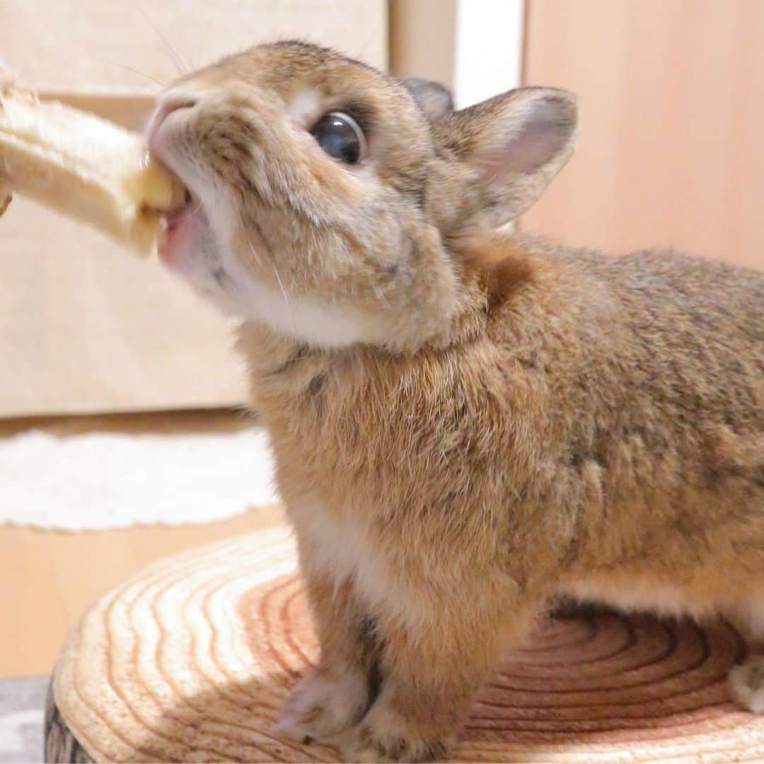 うー & なー ❤️ウチムラさんのインスタグラム写真 - (うー & なー ❤️ウチムラInstagram)「* 愛するウ〜ちゃんとのまったりタイム🐨💓 本当におっとりさんで、うさぎとは思えません♪ そんなウ〜ちゃん、8月で9歳となりますよ✨ * #bunny #rabbit #kiwi #bigeyes #animal #coala #pets #bunnystagram #rabbitstagram #動物 #うさぎ #キウイ #コアラ #タワシ #もうすぐ9歳 #シニア#うさぎのウチムラ #ミニウサギ#canonEOSM100」7月29日 21時31分 - uu_una_mina