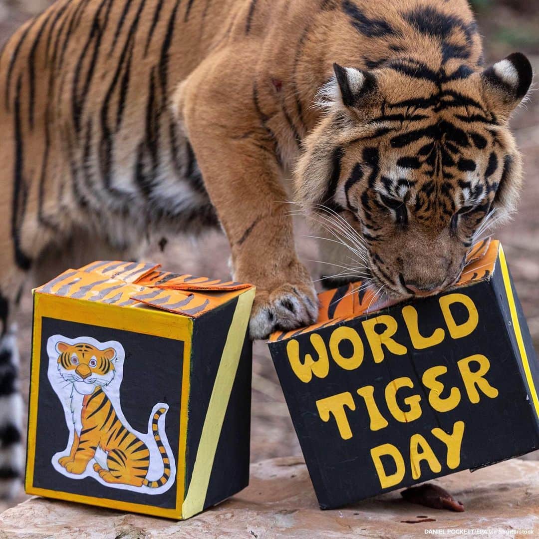 ABC Newsさんのインスタグラム写真 - (ABC NewsInstagram)「Sumatran tigers frolic while exploring their habitats at Australian zoos to mark World Tiger Day. #tiger #animals #zoo #worldtigerday」7月29日 21時47分 - abcnews