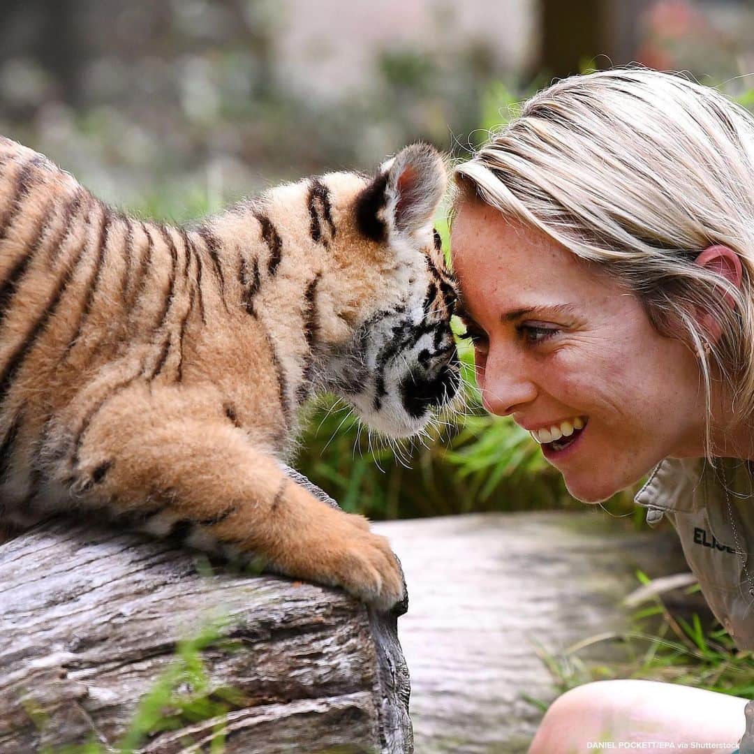 ABC Newsさんのインスタグラム写真 - (ABC NewsInstagram)「Sumatran tigers frolic while exploring their habitats at Australian zoos to mark World Tiger Day. #tiger #animals #zoo #worldtigerday」7月29日 21時47分 - abcnews