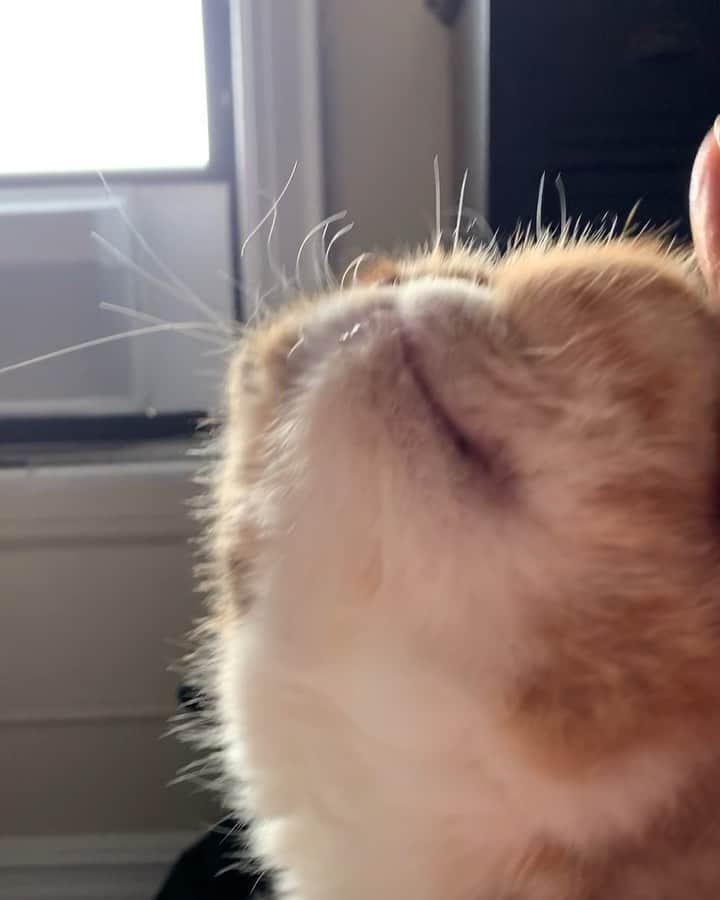 Tinaのインスタグラム：「Whiskers, where have they gone? 😳 #whiskergate」