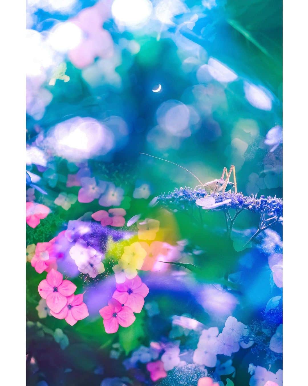メグのん♡ A k i k oのインスタグラム：「♡Flower stage . . . 真夏の夜を歌え . 月の言葉を綴って 昼間の傷みを枯らすメロディーを . 汗だくの私に その音符を束ねて花束を . . この汗だくの私に、 どうか . . . ♡ I'm sorry if you are not good at insects.」