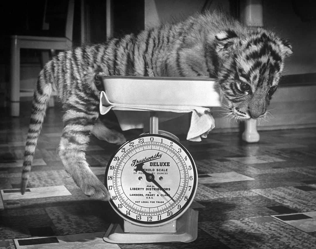 lifeさんのインスタグラム写真 - (lifeInstagram)「Rajpur, a tiger cub, being weighed on a scale. He was temporarily being cared for by Mrs. Martini, wife of the Bronx Zoo lion keeper, because the captive mother would not nurse her cubs -1944. (Alfred Eisenstaedt—The LIFE Picture Collection/Getty Images) #InternationalTigerDay」7月29日 22時12分 - life