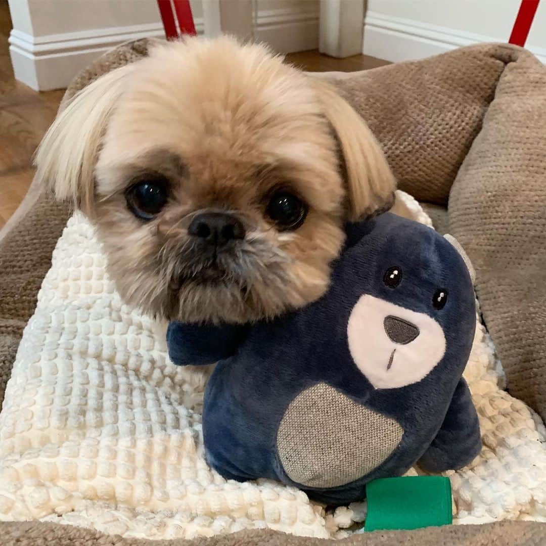 Dougie the Shih Tzuさんのインスタグラム写真 - (Dougie the Shih TzuInstagram)「Little bear’s little bear  Thanks @hiiimkris and @pzzl ❤️」7月29日 22時41分 - dailydougie