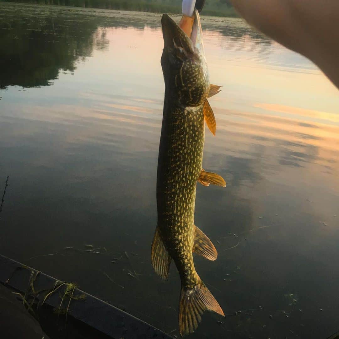 のインスタグラム：「The thing that gets me is the juxtaposition between calm and excitement. Quiet tranquility followed by a sudden jolt of heart-pounding adrenaline. 🌅 I mean, the whole thing. A fish strikes your lure, you set the hook, the drag on your reel screams, you wonder what’s on the other end, you fight the fish, the fish fights you, it might jump completely out of the water, you might lose it at any moment, you reel it in, you land it, you remove the hook, you hold it up, you admire its size, color and beauty, you take a photo, you let it go. This thing lives down there?? It’s an underwater specialist. Remarkably designed, wild, full of instinct, playing its natural part in the ecosystem. No one taught it. It just knows how to be a fish. 🌅 For me, to catch it is to appreciate it. It’s awesome.」