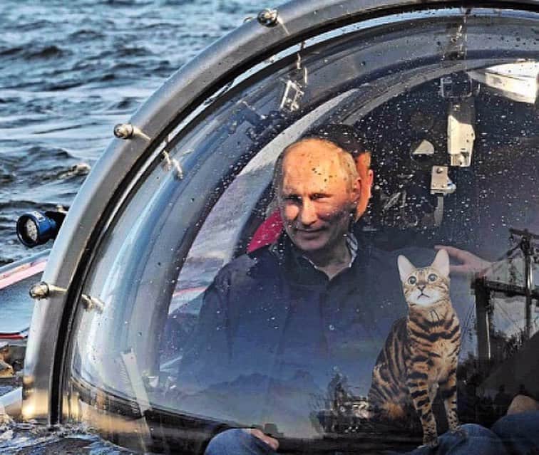 Celeb Bengal Cat · Simbaのインスタグラム：「Putin and Simba rides to bottom of Gulf of Finland to inspect shipwreck 👊🏻 If you 💛🖤 my collage, Support me on Patreon, click link in BIO  #putin #vladimirputin #simba #cat」