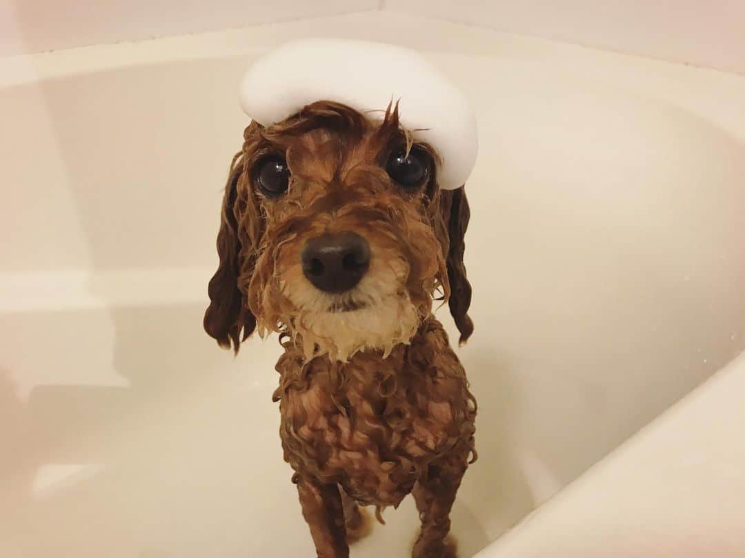 石川龍のインスタグラム：「まめきちと風呂🛁  #まめきち #トイプードル #トイプードル女の子 #toypoodle」