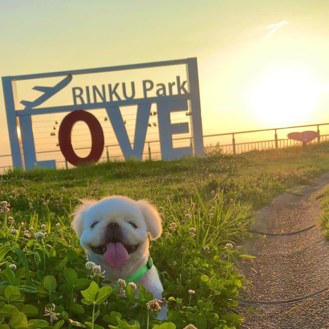 こなつのインスタグラム：「😚🧡😚💛😚🧡😚💛 #summer #sunset」