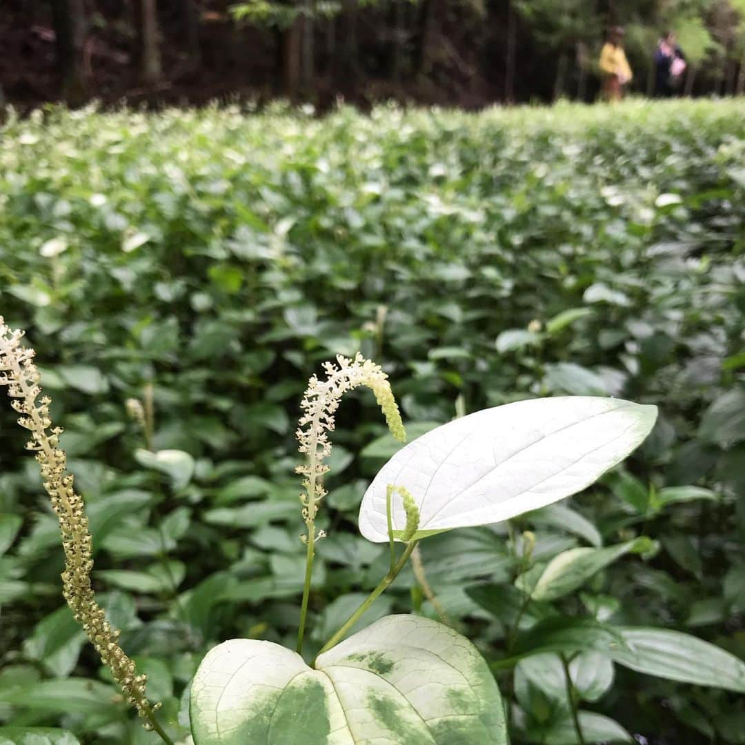 小谷あゆみさんのインスタグラム写真 - (小谷あゆみInstagram)「#半夏生の群生地！静岡県森町天方（鍛冶島）へ行ってきましたー！ 山の中にひっそり涼しげにどどーんと咲き誇る #半夏生  #てんぽうの里 の皆さんが手作りで整備した木道を歩きました #ふじのくに美しく品格のある邑 #むらサポ #むらのおと #静岡県 #shizuoka  #フォトコンテスト森町 #森のなつやすみ  #森女happyプロジェクト に応募します！ #rurallife  #satoyama  #里山 #農村 #田舎  #rural_love  #rural」7月29日 23時05分 - vegeanaayu