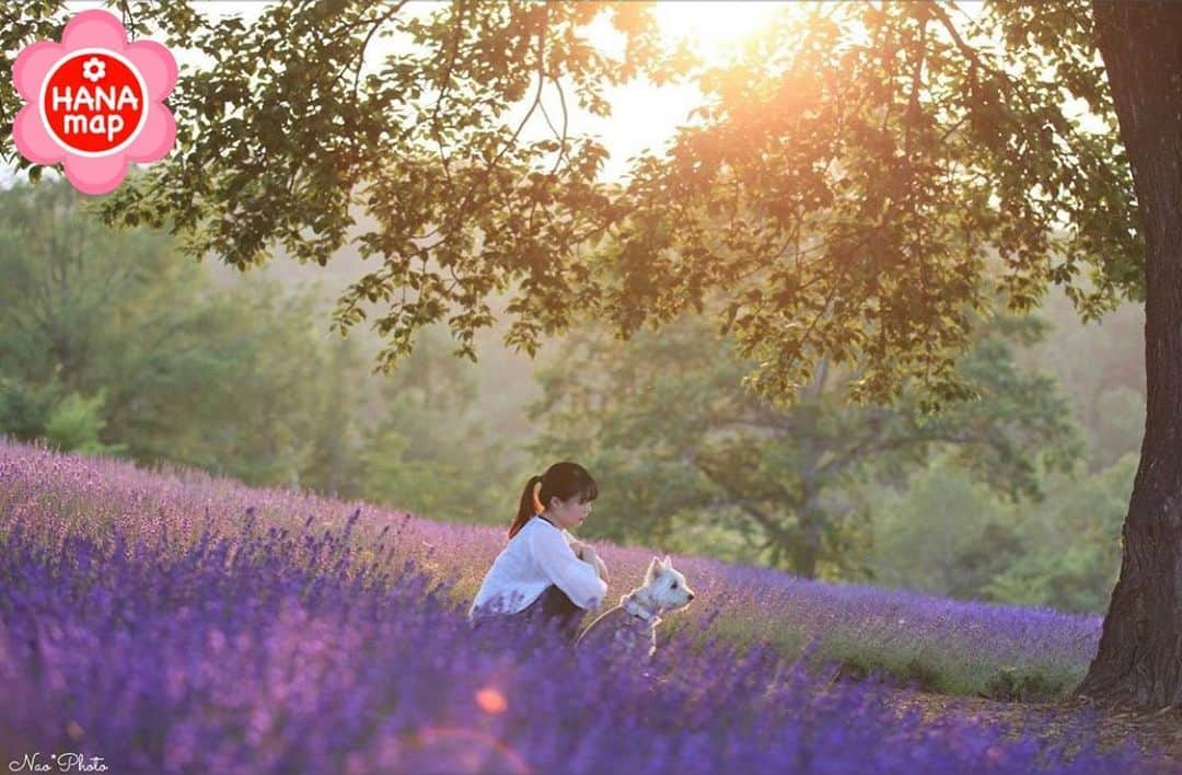 はなまっぷ❁日本の花風景さんのインスタグラム写真 - (はなまっぷ❁日本の花風景Instagram)「🌸はなまっぷ🌸 * @naporin11 さんの  花のある風景に花まるを💮 * 夕暮れのラベンダー畑でワンちゃんと素敵なひとときをありがとうございます😊🌸 * 北海道  #幌見峠 Sapporo, Hokkaido. * 🌼ラベンダーの花言葉📝🌼 繊細、優美 * 見頃を過ぎている場所もご紹介しています。お出かけの際はHP等で最新の情報をご確認くださいね🙏🌸 * 🌸•••🌸•••🌸•••🌸•••🌸•••🌸 * いつも素敵なお花をありがとうございます😊 日本の花のある風景にタグ付けしてください🌸 お花があれば何でもOKです💓 * #はなまっぷ * #日本の美しい花風景#花のある風景#花#花言葉#花畑#風景#ラベンダー」7月29日 23時07分 - hanamap