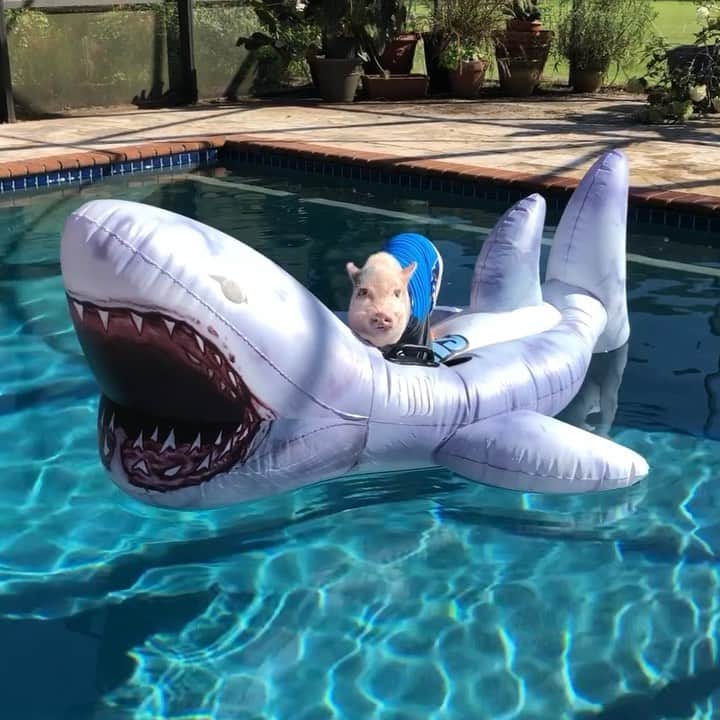 のインスタグラム：「Floating into shark week like...duuunnn duunn!🐷💦🦈 . Pop is relaxing a bit this morning (he had a big day yesterday) while his piggy pop gets to know all the other pigs on the farm. Yes, you read that right. Pop’s daddy is living on our farm now. See our story if you missed the announcement last night and be sure to follow @prissyandpops_helpinghooves for more updates on Poppa K. We are so excited to have him here.💙#sharkweek #poppleshark #hammerhead #PrissyandPop」